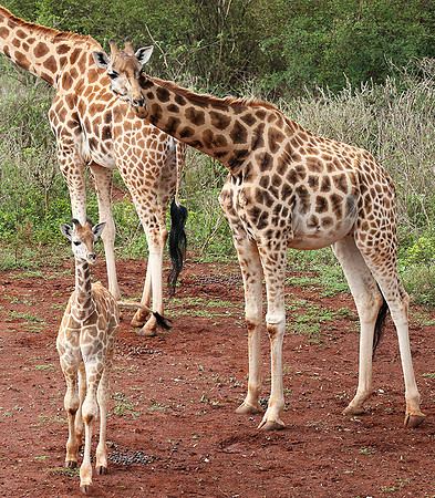 Nairobi NP