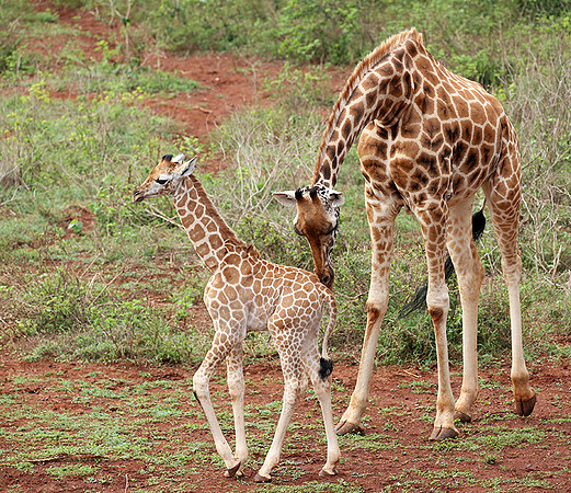 Nairobi NP
