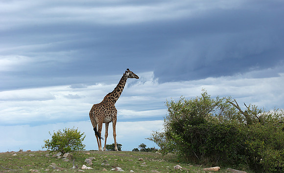 Masaï Mara NP