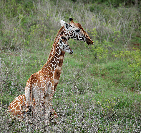 Nairobi NP