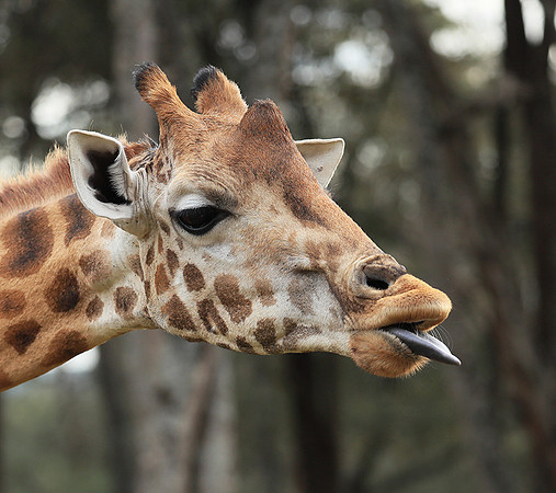 Nairobi NP