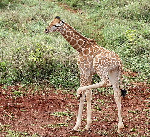 Nairobi NP