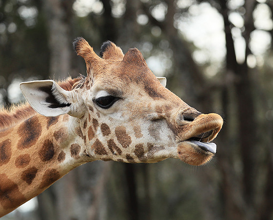 Nairobi NP