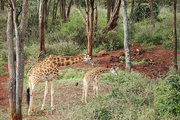 Nairobi NP