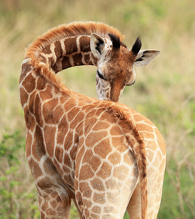 Nairobi NP