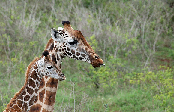 Nairobi NP