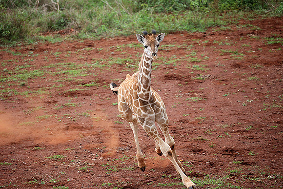 Nairobi NP