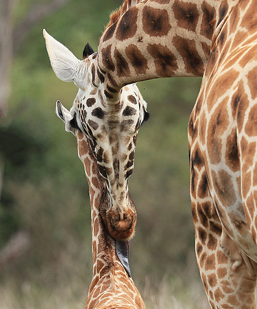 Nairobi NP