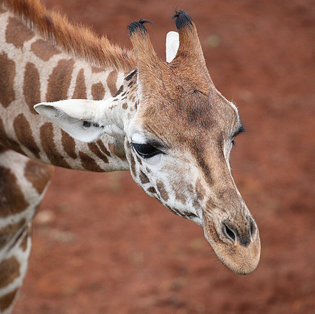 Nairobi NP