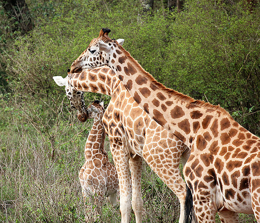 Nairobi NP