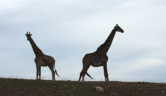Masaï Mara NP