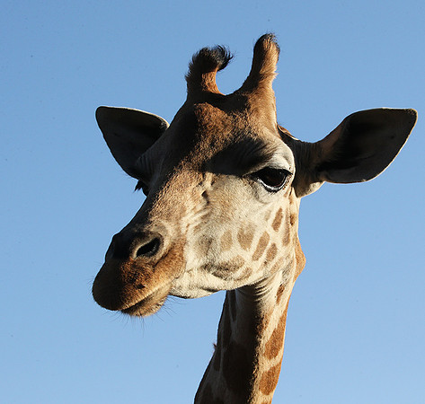 Nairobi NP