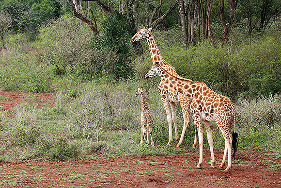 Nairobi NP