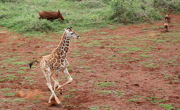 Nairobi NP