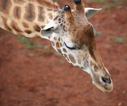 Nairobi NP