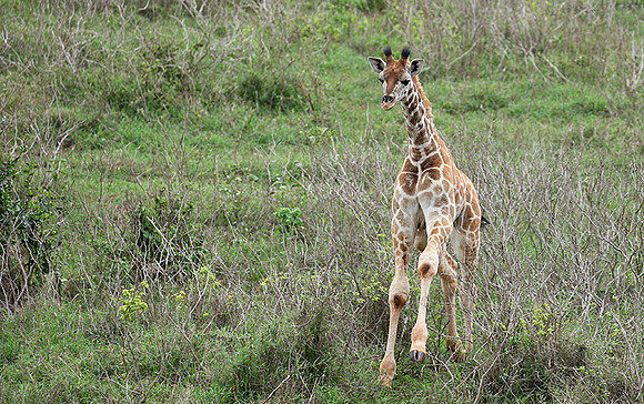Nairobi NP