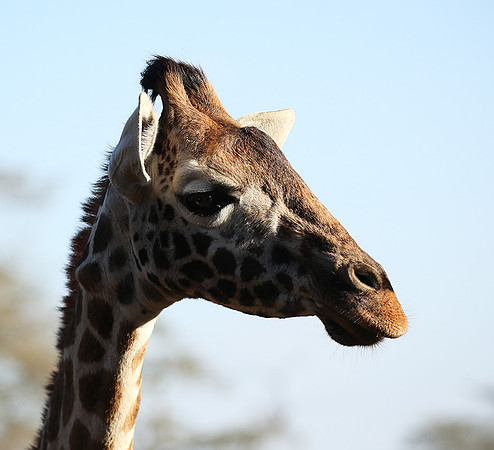 Nairobi NP
