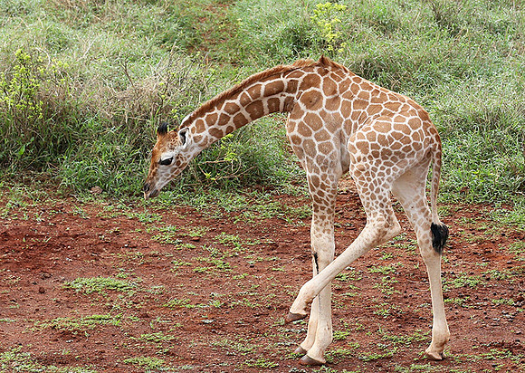 Nairobi NP