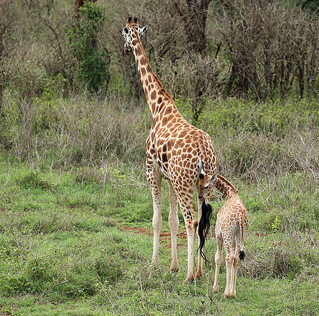 Nairobi NP