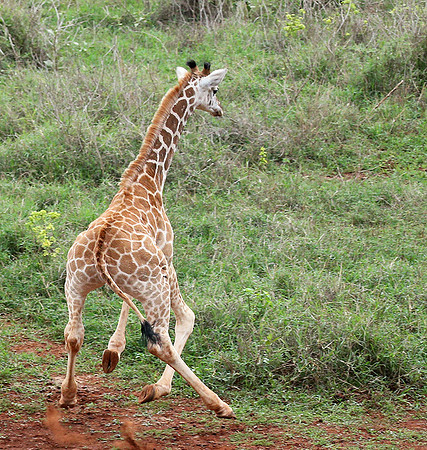 Nairobi NP