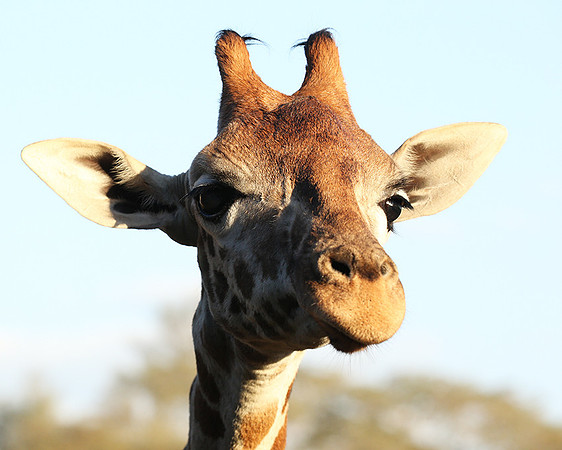 Nairobi NP