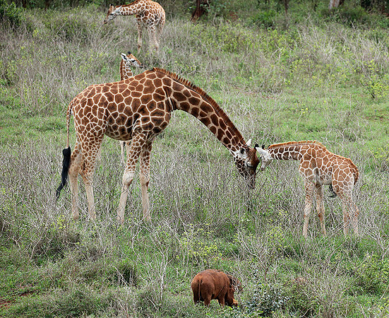 Nairobi NP