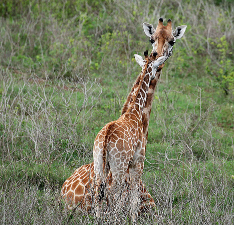 Nairobi NP