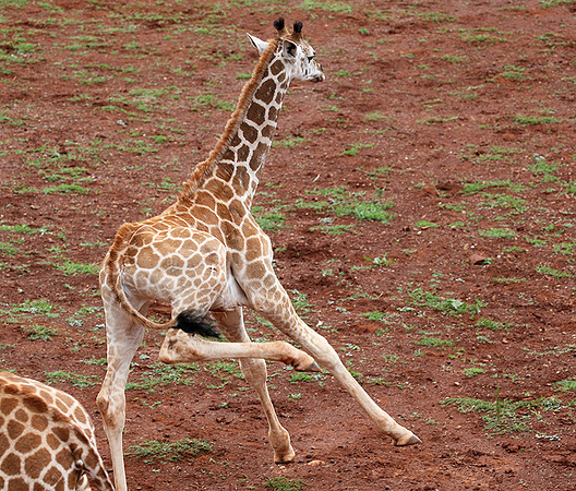 Nairobi NP