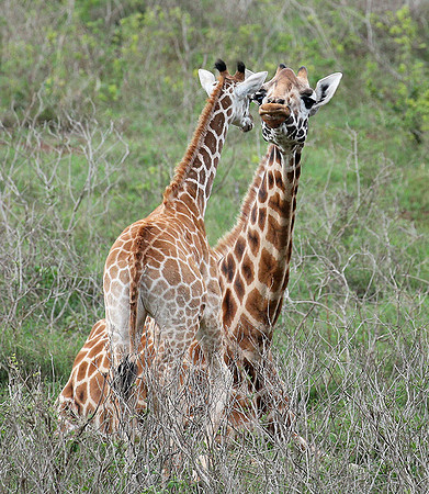 Nairobi NP