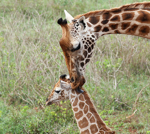 Nairobi NP