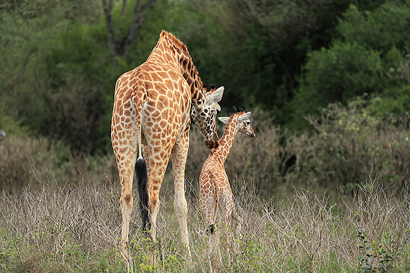 Nairobi NP