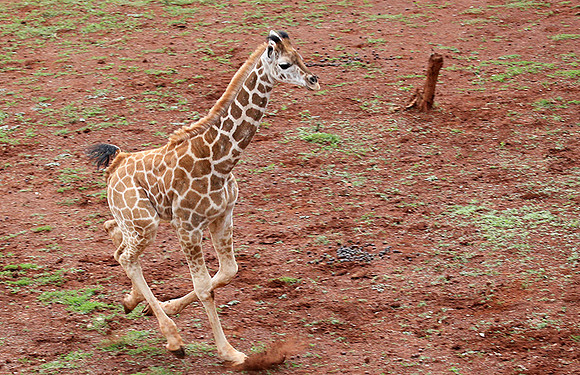Nairobi NP