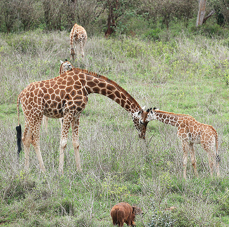 Nairobi NP
