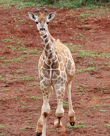Nairobi NP