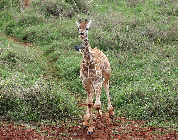 Nairobi NP