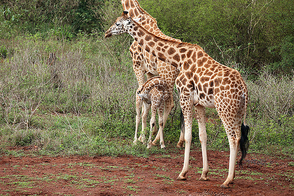 Nairobi NP