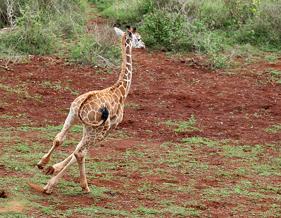 Nairobi NP