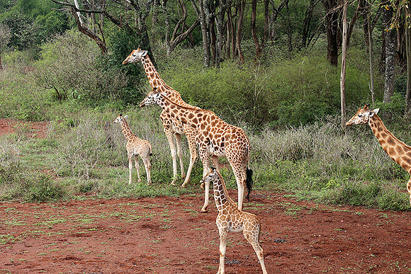 Nairobi NP