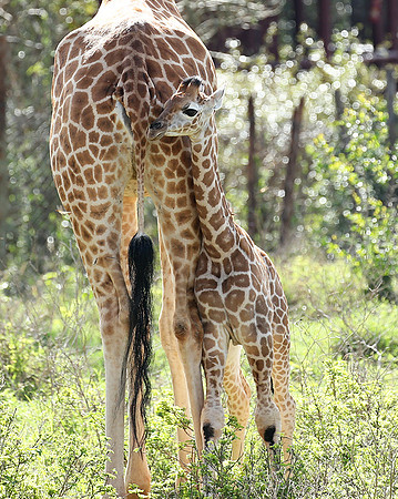 Nairobi NP