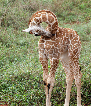 Nairobi NP