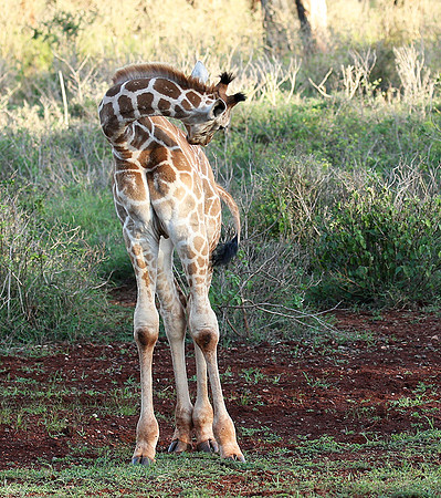 Nairobi NP