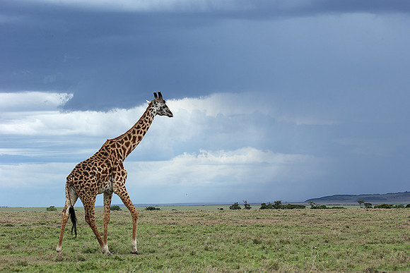 Masaï Mara NP