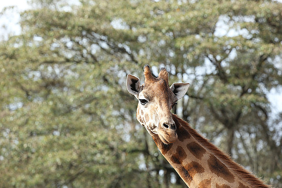 Nairobi NP
