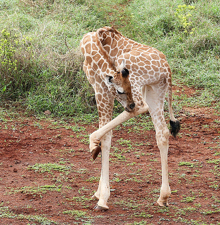 Nairobi NP