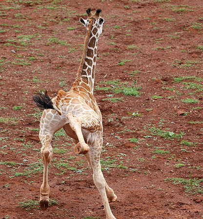 Nairobi NP