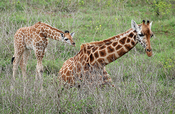 Nairobi NP