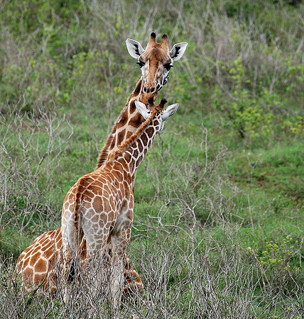 Nairobi NP