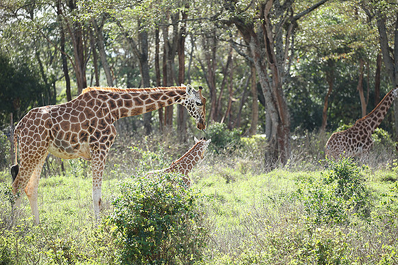 Nairobi NP