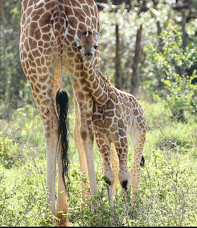 Nairobi NP
