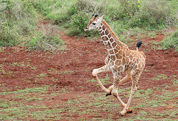 Nairobi NP